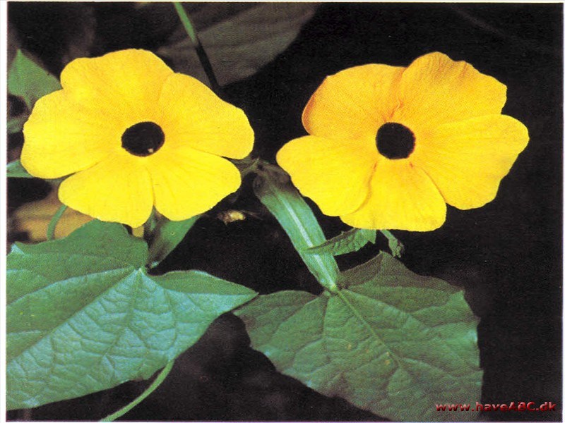 Susanne med det Sorte øje - Thunbergia alta Susanne med det Sorte øje - Thunbergia alta