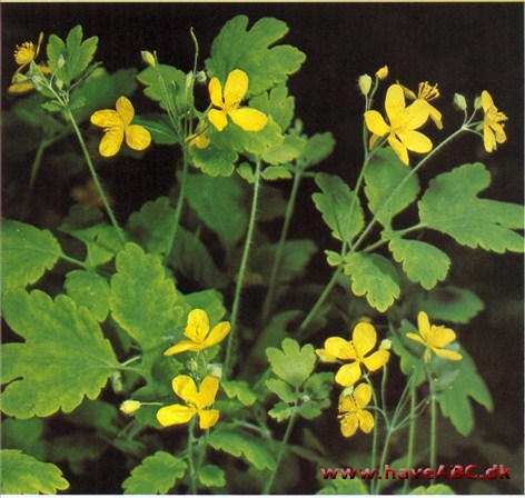Svaleurt - Chelidonium majus † Svaleurt - Chelidonium majus †