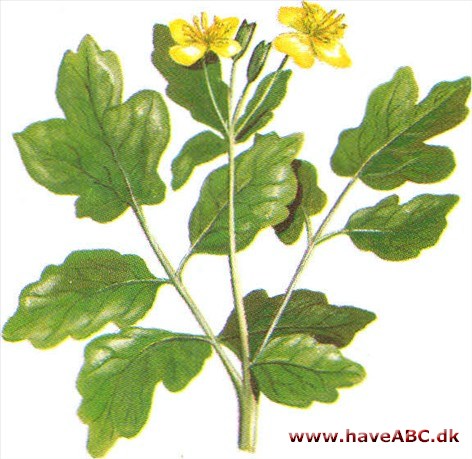 Svaleurt - Chelidonium majus