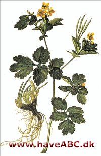 Svaleurt - Chelidonium majus.