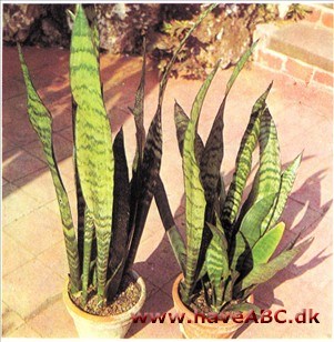 Svigermors skarpe Tunge, Bajonetplante - Sansevieria trifasciata