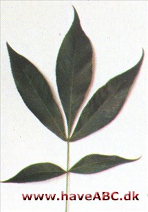 Svine-hickory - Carya glabra Svine-hickory - Carya glabra