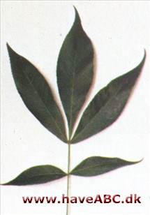 Svine-hickory - Carya glabra