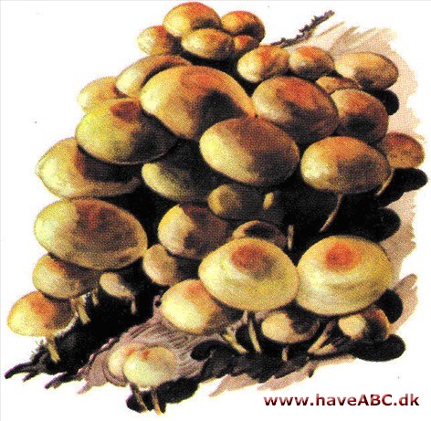 Svovlhat - Hypholoma Svovlhat - Hypholoma