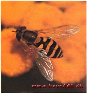 Svævefluer - svirrefluer - Syrphidae