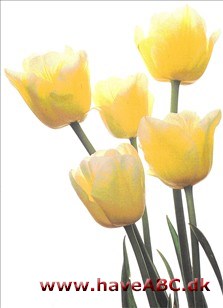 Sweet Harmony - Tulipan, Tulipa