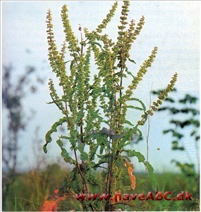 Syre - Rumex acetpsa † Syre - Rumex acetpsa †