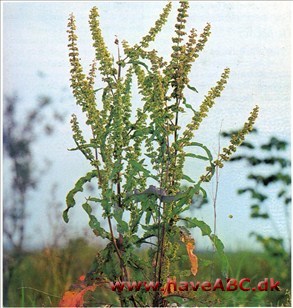 Syre - Rumex acetpsa †