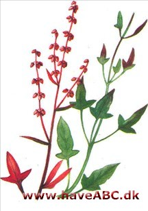 Syre - Rumex