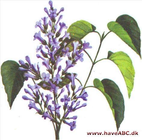 Syren - Syringa Syren - Syringa
