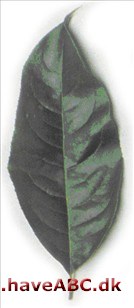 Syretræ - Oxydendrum arboreum