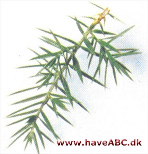 Syrisk ene - Juniperus drupacea