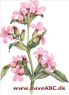 Sæbeurt - Saponaria Sæbeurt - Saponaria