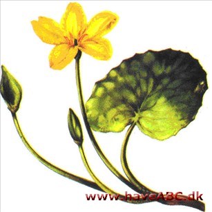 Søblad - Nymphoides peltata Søblad - Nymphoides peltata
