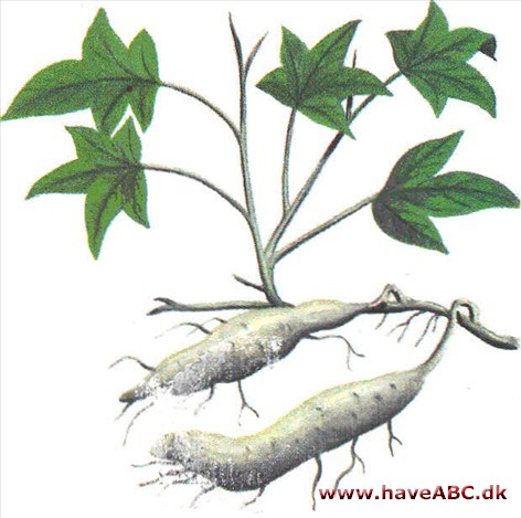 Sødkartoffel - batat - Ipomoea batatas Sødkartoffel - batat - Ipomoea batatas