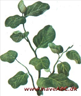 Sødrue - Coccoloba uvifera Sødrue - Coccoloba uvifera