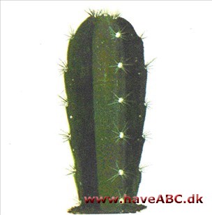 Søjlekaktus - Cereus