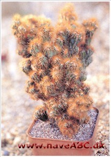 Søjlekaktus - Cereus. Søjlekaktus - Cereus.