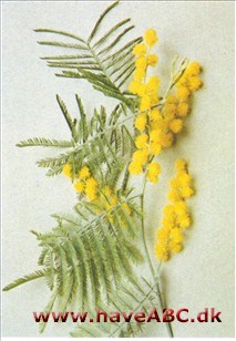 Sølv-akacie - Acacia dealbata