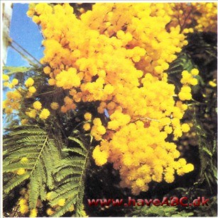 Sølvakacie - Acacia dealbata (syn. decurrens)