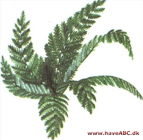 Sølvbregne - Pityrogramma Sølvbregne - Pityrogramma