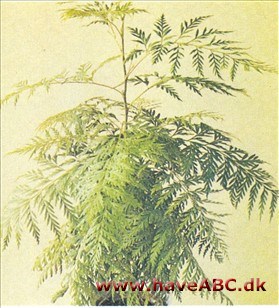 Sølveg, Silkeeg - Grevillea robusta Sølveg, Silkeeg - Grevillea robusta