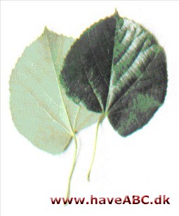 Sølvlind - Tilia petiolaris Sølvlind - Tilia petiolaris