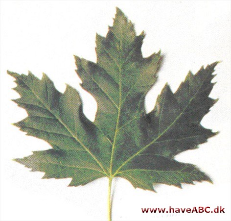 Sølvløn - Acer saccharinum.
