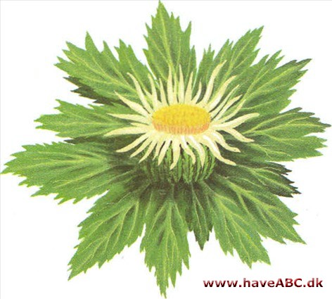 Sølvtidsel - Carlina acanthifolia