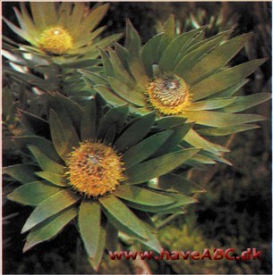 Sølvtræ - Leucadendron argentum Sølvtræ - Leucadendron argentum