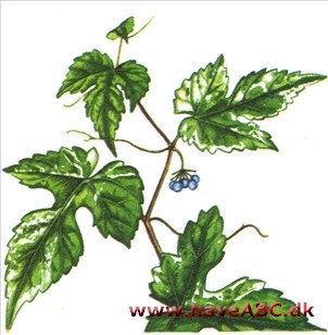 Sølvvin - Ampelopsis brevipedunculata 2 Sølvvin - Ampelopsis brevipedunculata 2