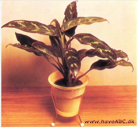 Sømandstrøst - Aglaonema commutatum Sømandstrøst - Aglaonema commutatum