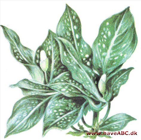Sømandstrøst - Aglaonema Sømandstrøst - Aglaonema