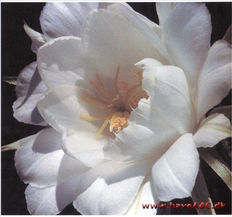 Søpindsvinekaktus - Echinopsis 2 Søpindsvinekaktus - Echinopsis 2
