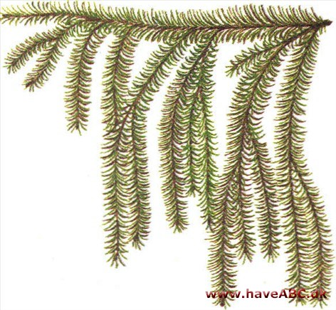 Sørgegran - Picea breweriana