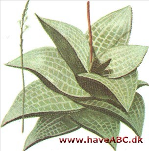 Søstjerne - Haworthia Søstjerne - Haworthia