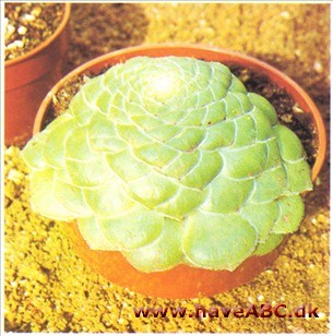 Taburet - Aeonium tabuliforme Taburet - Aeonium tabuliforme