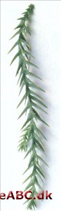 Taiwania cryptomerioides Taiwania cryptomerioides