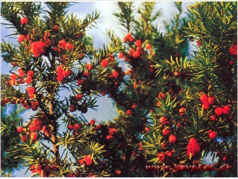 Taks - Taxus baccata † Taks - Taxus baccata †