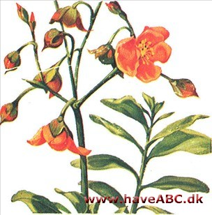 Talinum - Talinum Talinum - Talinum