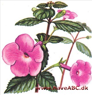 Tallerkenblomst - Achimenes Tallerkenblomst - Achimenes