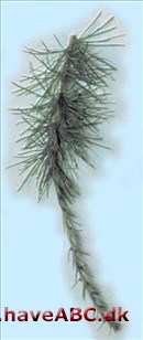 Tamarack - Larix laricina
