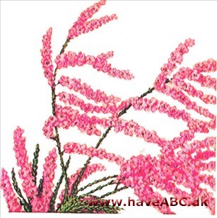 Tamarisk - Tamarix Tamarisk - Tamarix