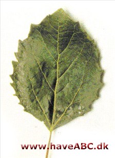 Tandet asp - Populus grandidentata Tandet asp - Populus grandidentata