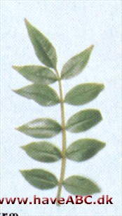 Tandpinetræ - Zanthoxylum americanum