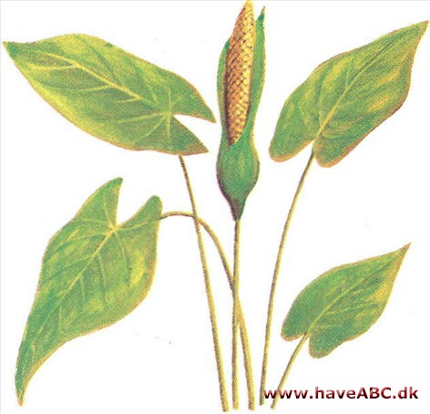 Taro - Colocasia esculenta