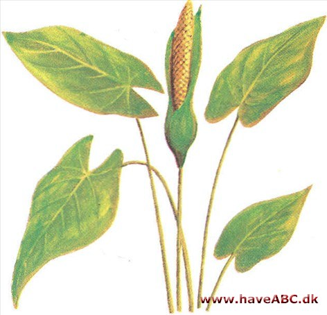 Taro - Colocasia esculenta Taro - Colocasia esculenta