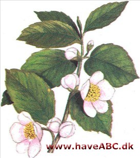 Tebusk - Camellia sinensis