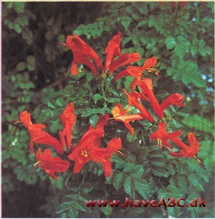 Tecomaria capensis Tecomaria capensis