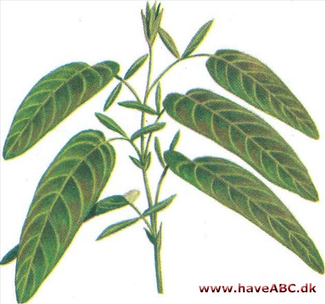 Telegrafplante - Desmodium gyrans Telegrafplante - Desmodium gyrans